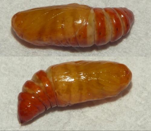 Réf. 273 709 : Phlogophora meticulosa